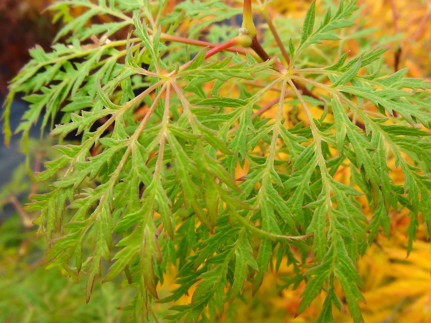 Acer Palmatum 'Lemon Lime Lace' - Lemon Lime Lace Japanese Maple