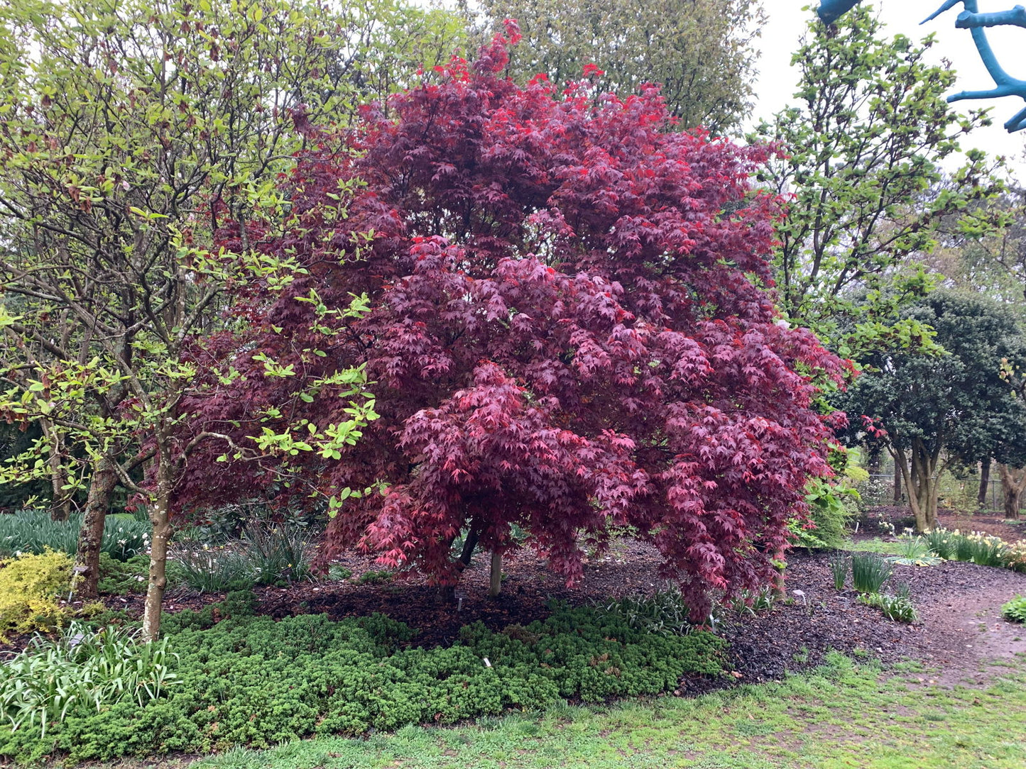 Acer Palmatum 'Moonfire' - Moonfire Japanese Maple