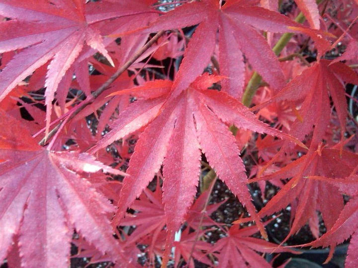 Acer Palmatum 'Nicholsonii' - Nicholson Japanese Maple