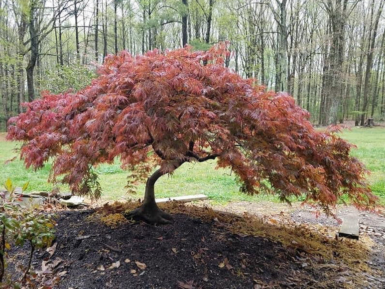Acer Palmatum Dissectum 'Octopus' – Weeping Octopus Japanese Maple