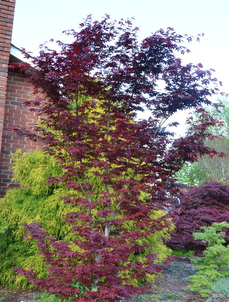 Acer Palmatum Oshu Beni - Japanese Maple Oshu Beni