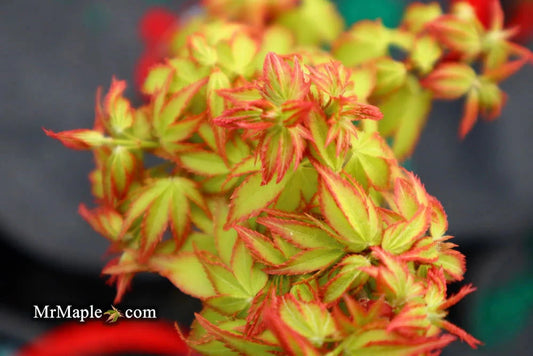 Acer Palmatum Otohime - Japanese Maple Otohime