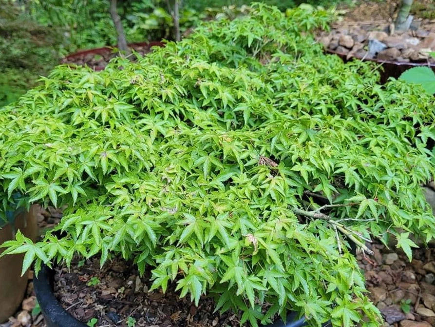 Acer Palmatum Otohime - Japanese Maple Otohime