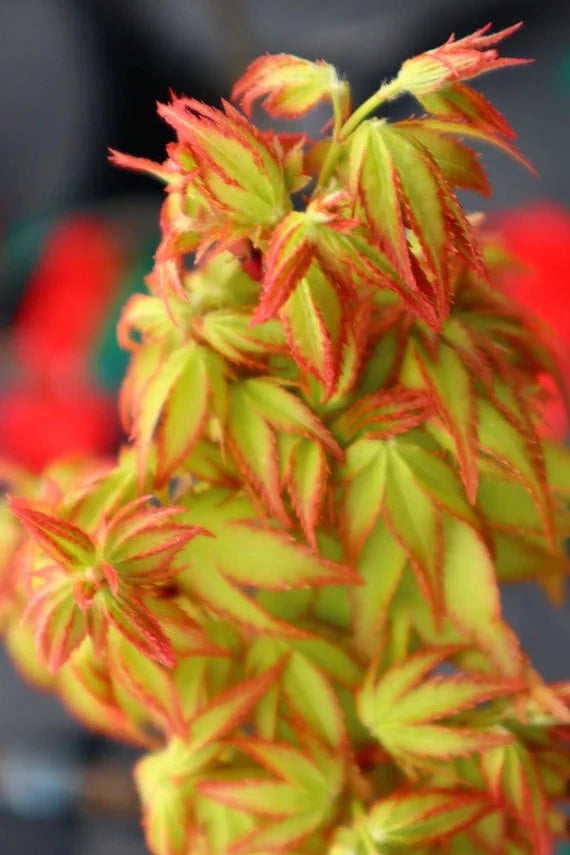Acer Palmatum Otohime - Japanese Maple Otohime