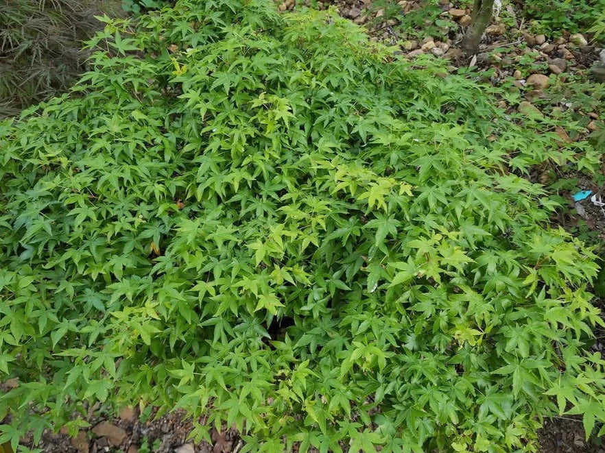 Acer Palmatum Otohime - Japanese Maple Otohime
