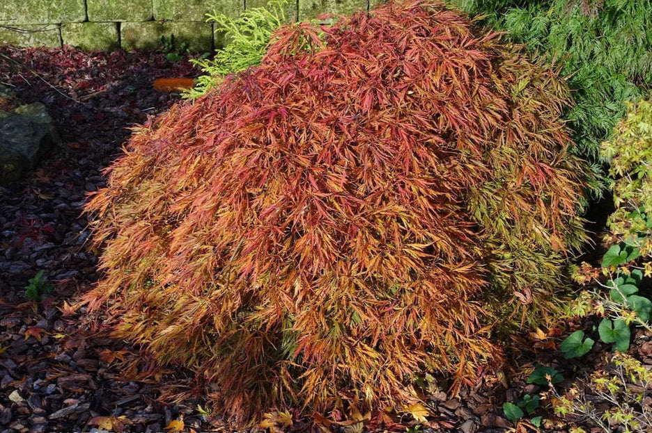 Acer Pendulum Julian - Julian Japanese Maple