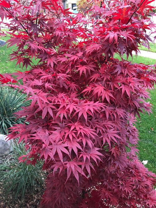 Acer Palmatum 'Pixie' - Pixie Japanese Maple