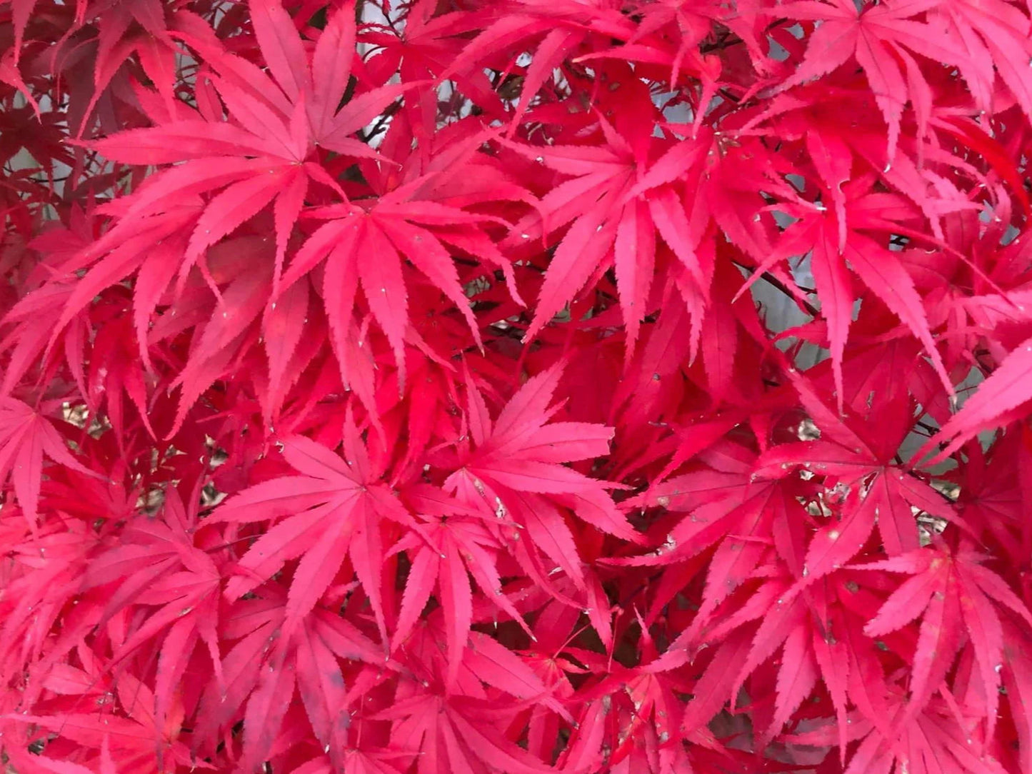 Acer Palmatum 'Pixie' - Pixie Japanese Maple