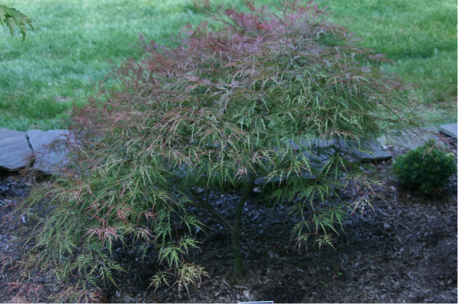 Acer Palmatum 'Raraflora' – Raraflora Japanese Maple