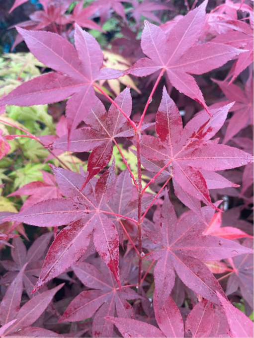 Acer Palmatum Red Spray - Red Spray Japanese Maple