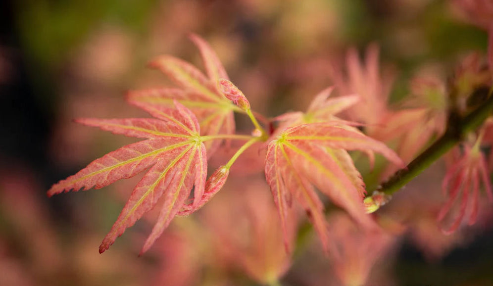 Acer Palmatum Seigen - Japanese Maple Seigen