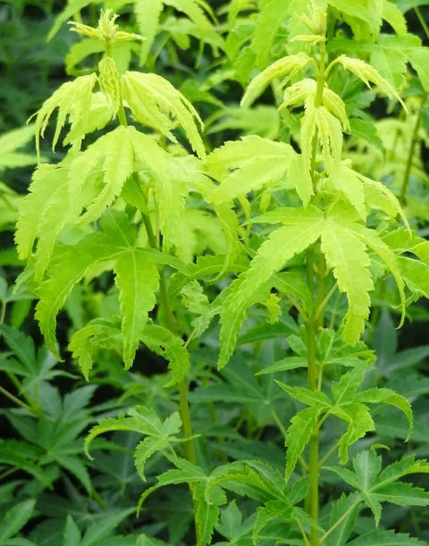 Acer Palmatum Shidava Gold - Dwarf Green Stemmed Japanese Maple
