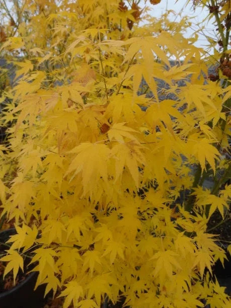 Acer Palmatum Shidava Gold - Dwarf Green Stemmed Japanese Maple