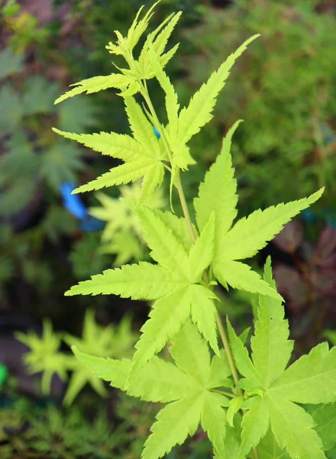 Acer Palmatum Shidava Gold - Dwarf Green Stemmed Japanese Maple