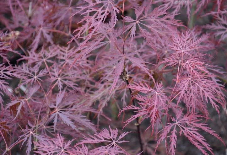 Acer Palmatum 'Stella Rossa' – Stella Rossa Japanese Maple
