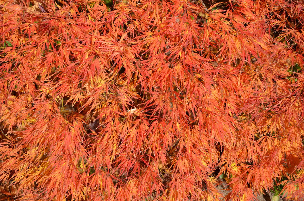Acer Palmatum Waterfall - Waterfall Japanese Maple