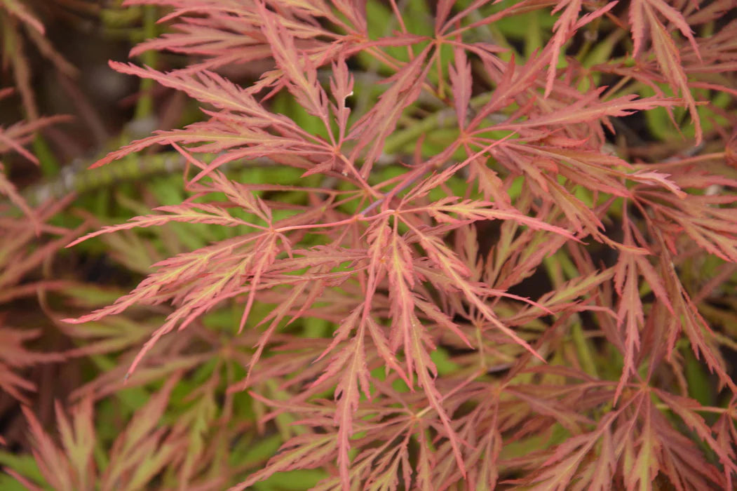Acer Palmatum 'Watnong' – Watnong Japanese Maple