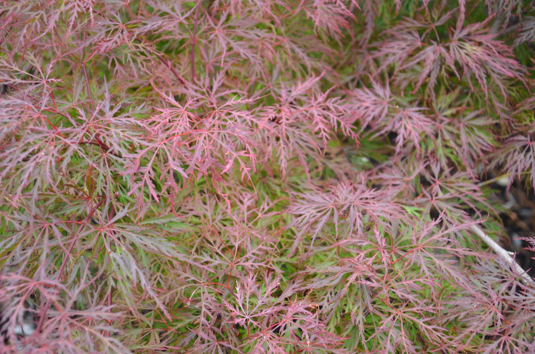 Acer Palmatum 'Watnong' – Watnong Japanese Maple