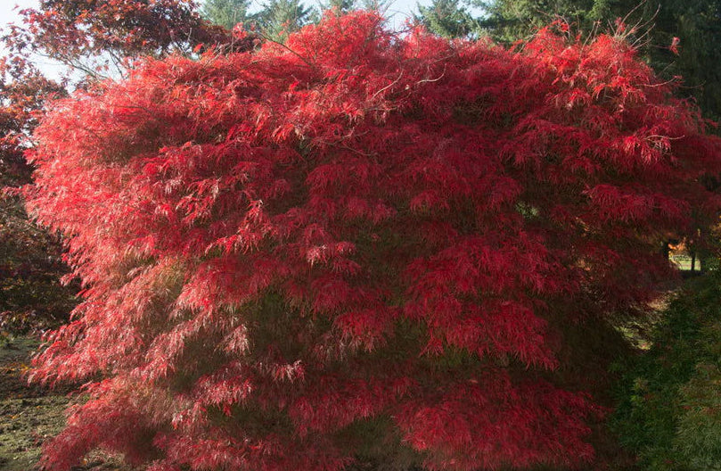 Acer Palmatum 'Watnong' – Watnong Japanese Maple