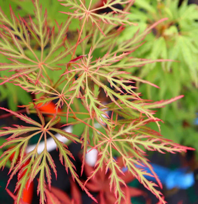 Acer Palmatum 'Watnong' – Watnong Japanese Maple