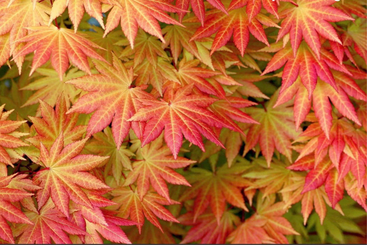 Acer Shirasawanum 'Autumn Moon' - Autumn Moon Japanese Maple