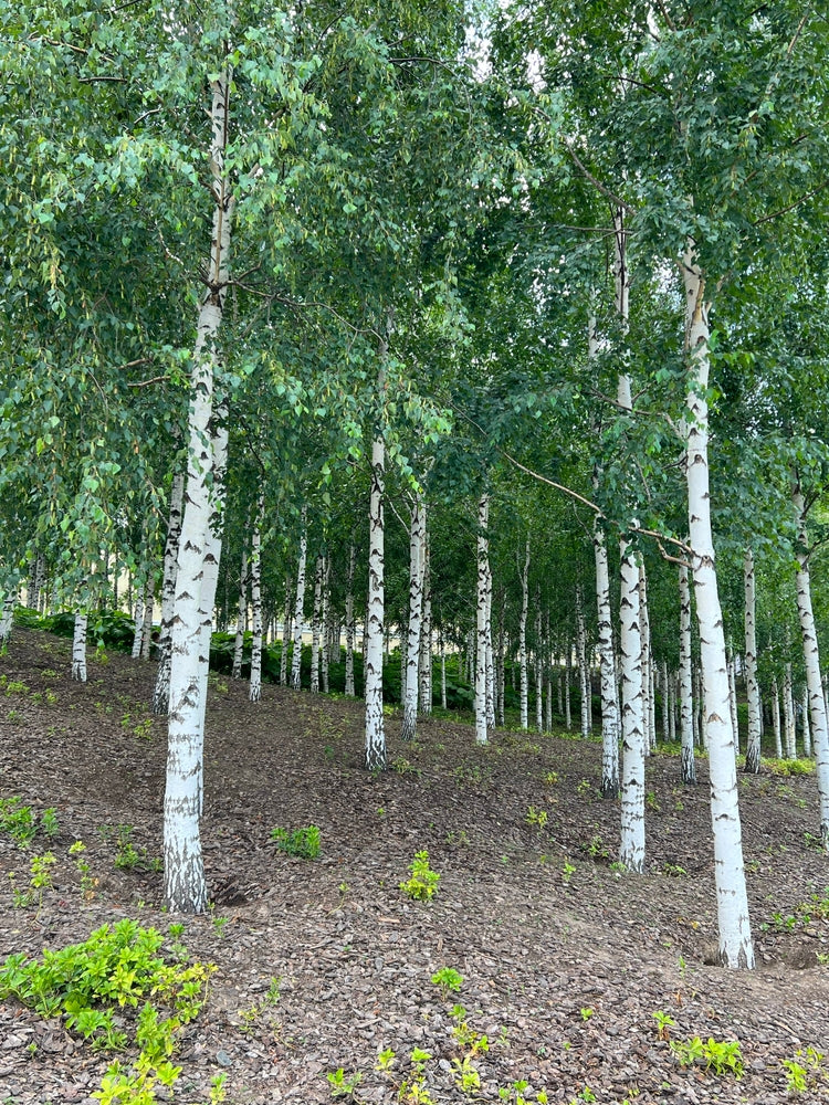 Betula pendula ‘Moss White’ – Silver Birch ‘Moss White