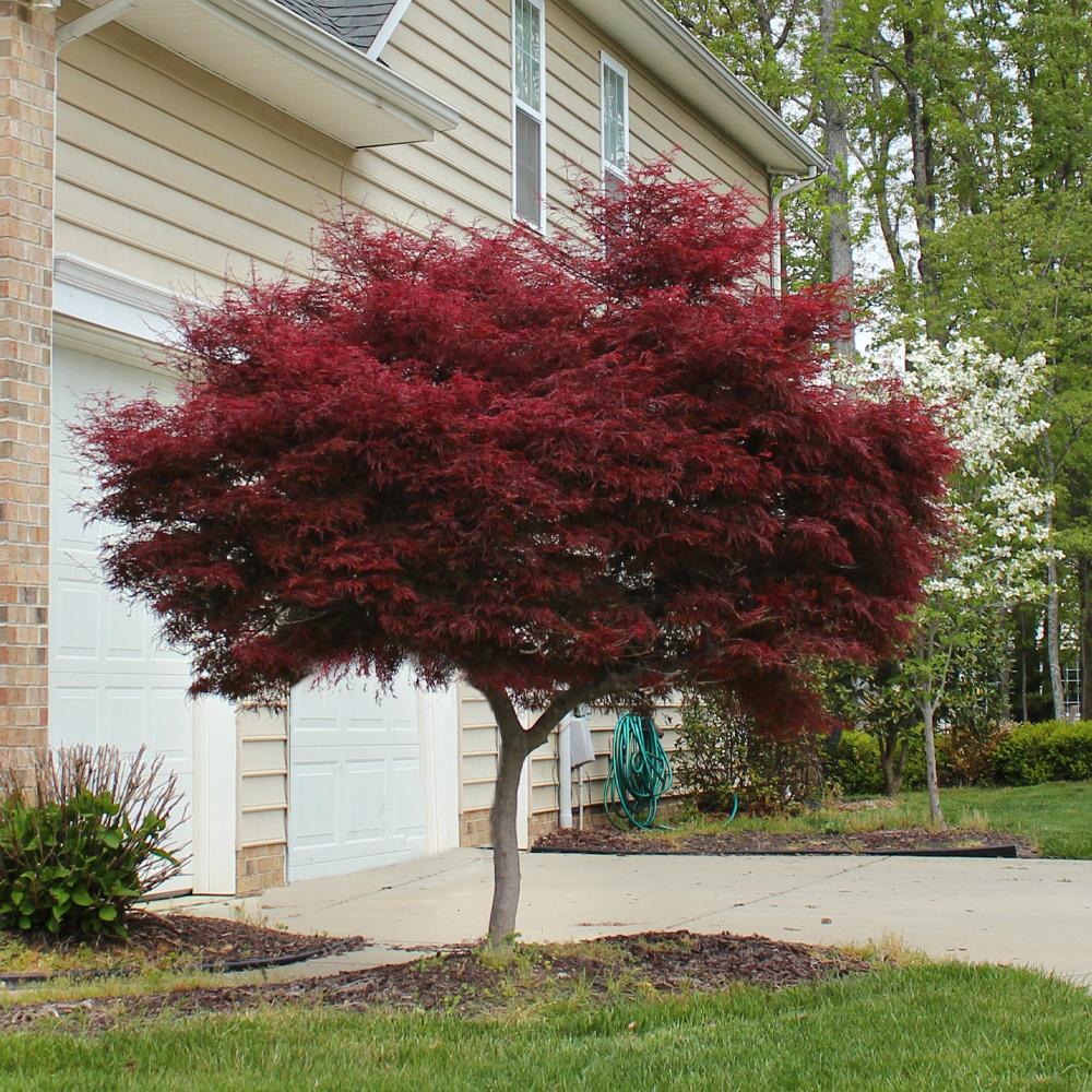 Acer Palmatum Bloodgood - Japanese Maple Bloodgood