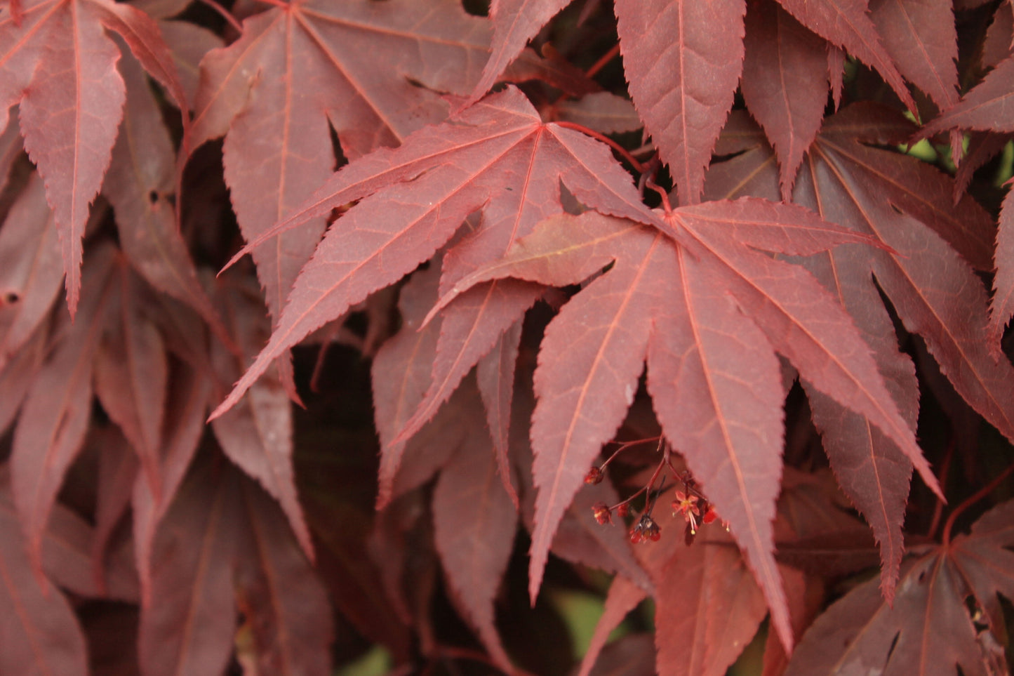 Close-up of red maple leaves