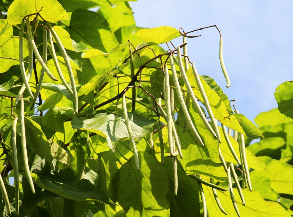 Catalpa Bignonioides - Indian Bean Tree