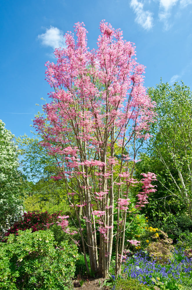 Cedrela Sinensis - Chinese Toon
