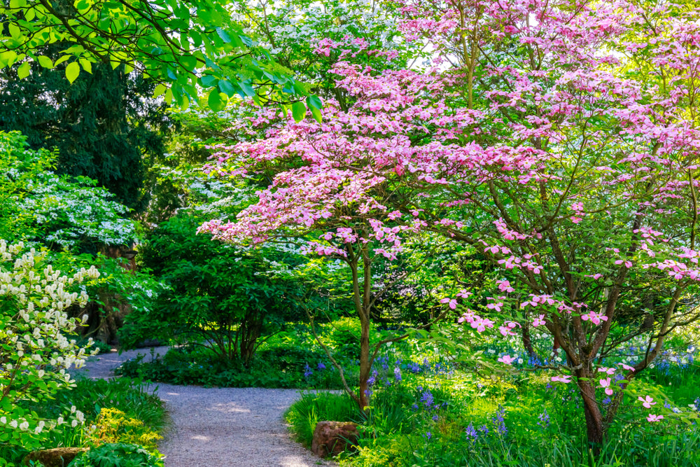 Cornus Florida Rubra - Pink Flowering Dogwood