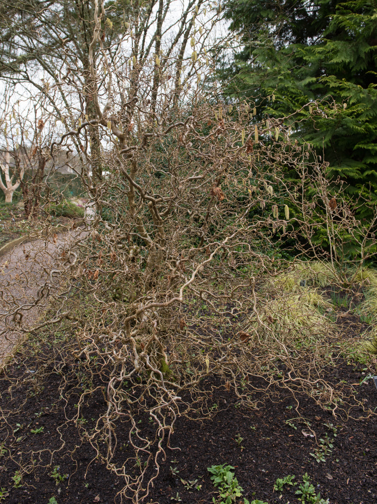 Corylus Avellana 'Contorta' - Crazy Filbert