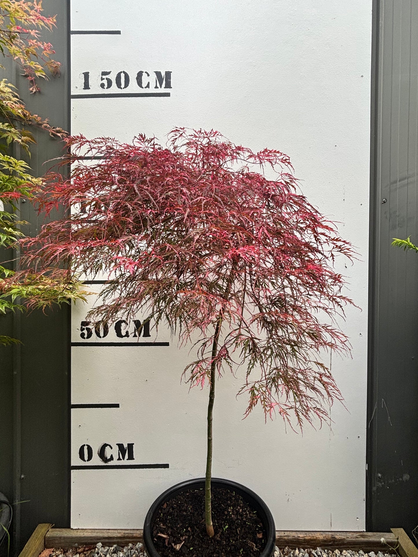 Acer Palmatum 'Hana Matoi' – Hana Matoi Japanese Maple