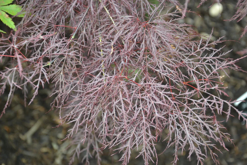 Acer Palmatum 'Red Filigree Lace' - Red Filigree Lace Japanese Maple