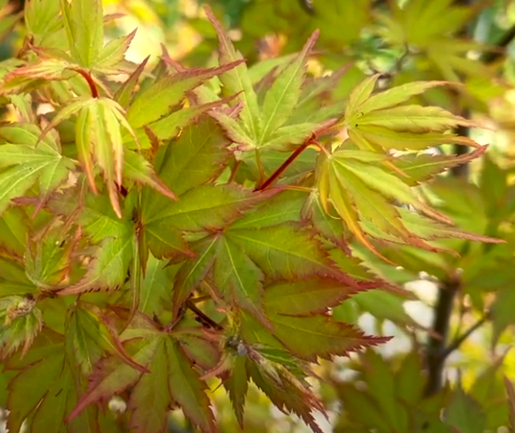 Acer Palmatum Banzai - Japanese Maple Banzai