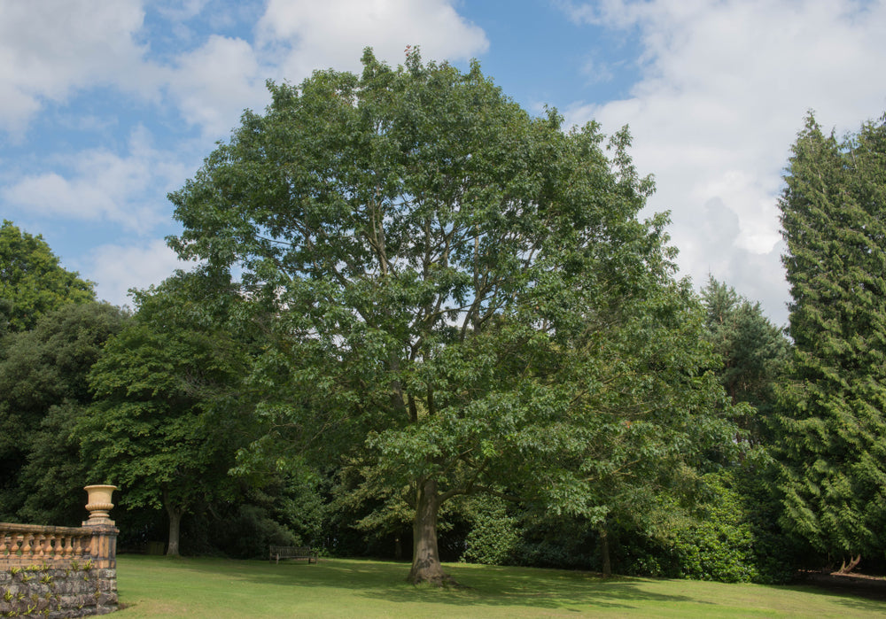 Quercus Robur - English Oak