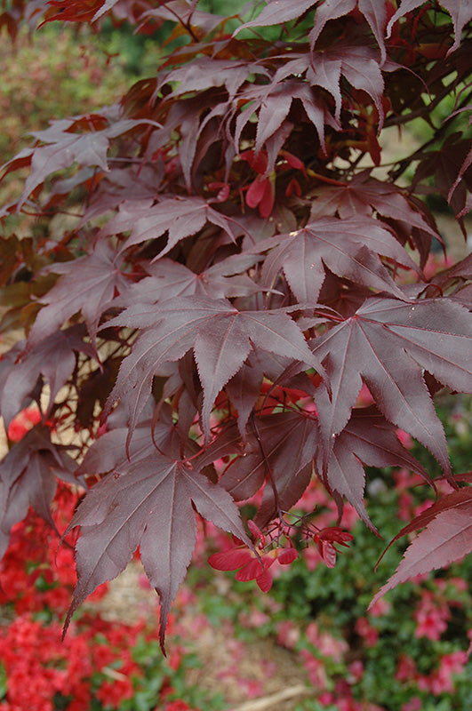 Acer Palmatum Bloodgood - Japanese Maple Bloodgood