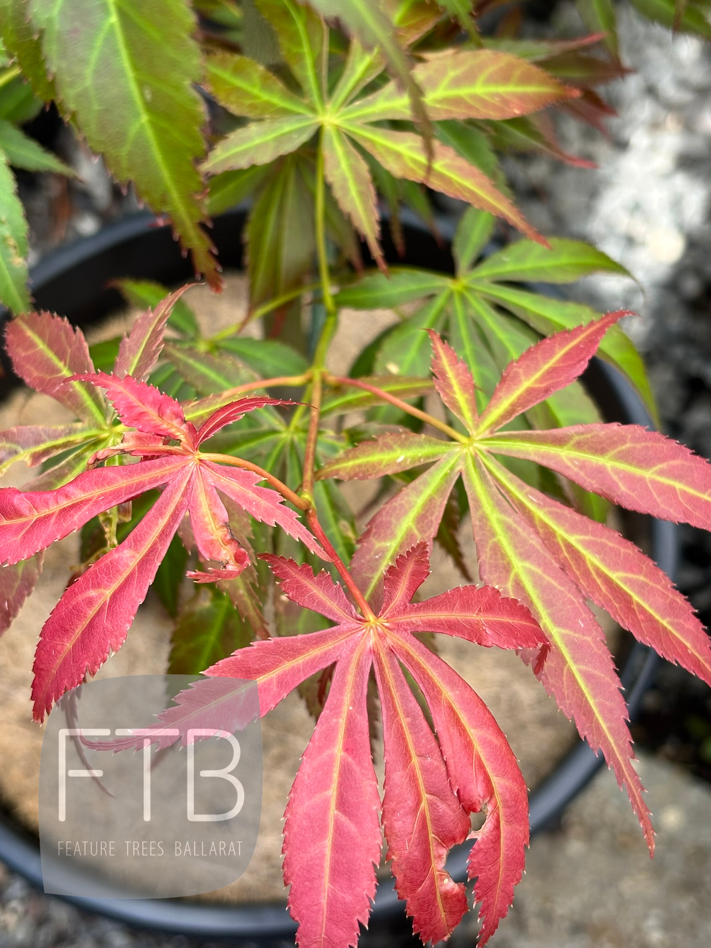 Potted plant with red and green leaves,