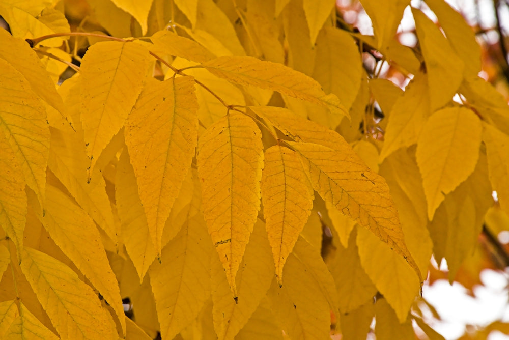 Fraxinus excelsior Aurea - Golden Ash
