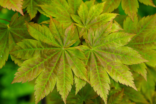 Acer Japonicum Vitifolium - Full Moon Maple