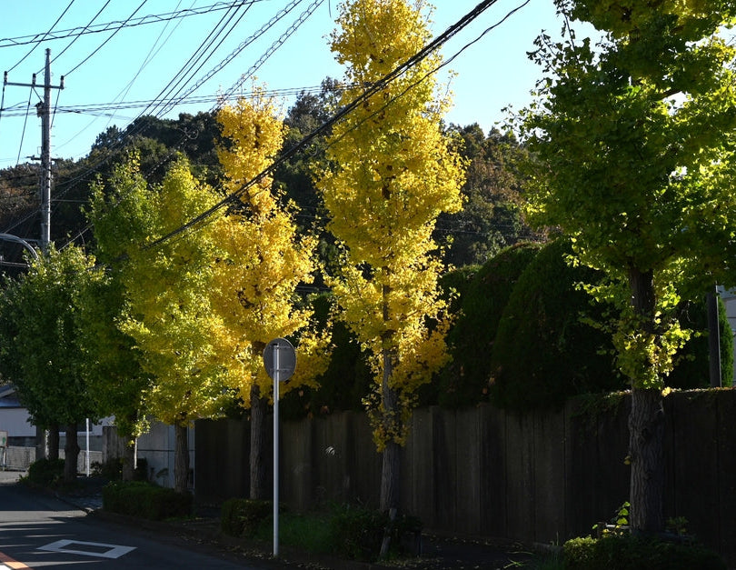 Ginkgo Biloba 'Blagon Fanfare' – Fanfare Ginkgo