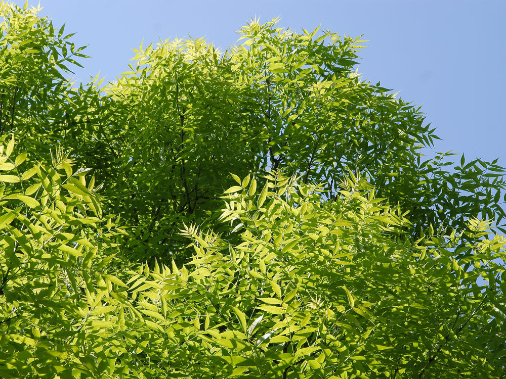 Fraxinus excelsior Aurea - Golden Ash