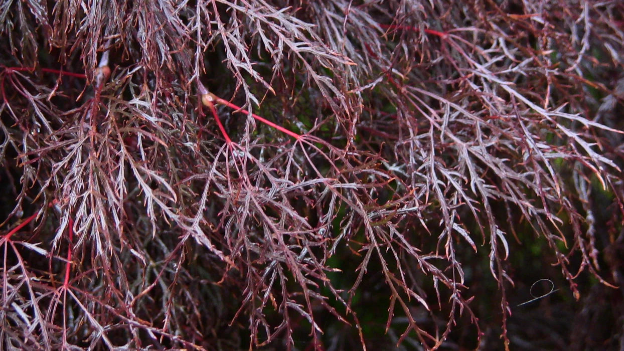 Acer Palmatum 'Red Filigree Lace' - Red Filigree Lace Japanese Maple