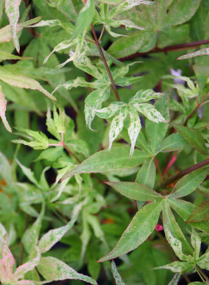 Acer Palmatum Ukigumo - Japanese Maple Ukigumo