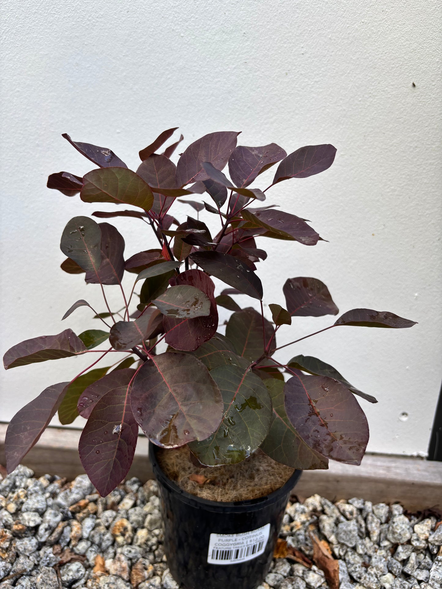 Cotinus Coggygria 'Royal Purple' - Royal Purple Smoke Bush