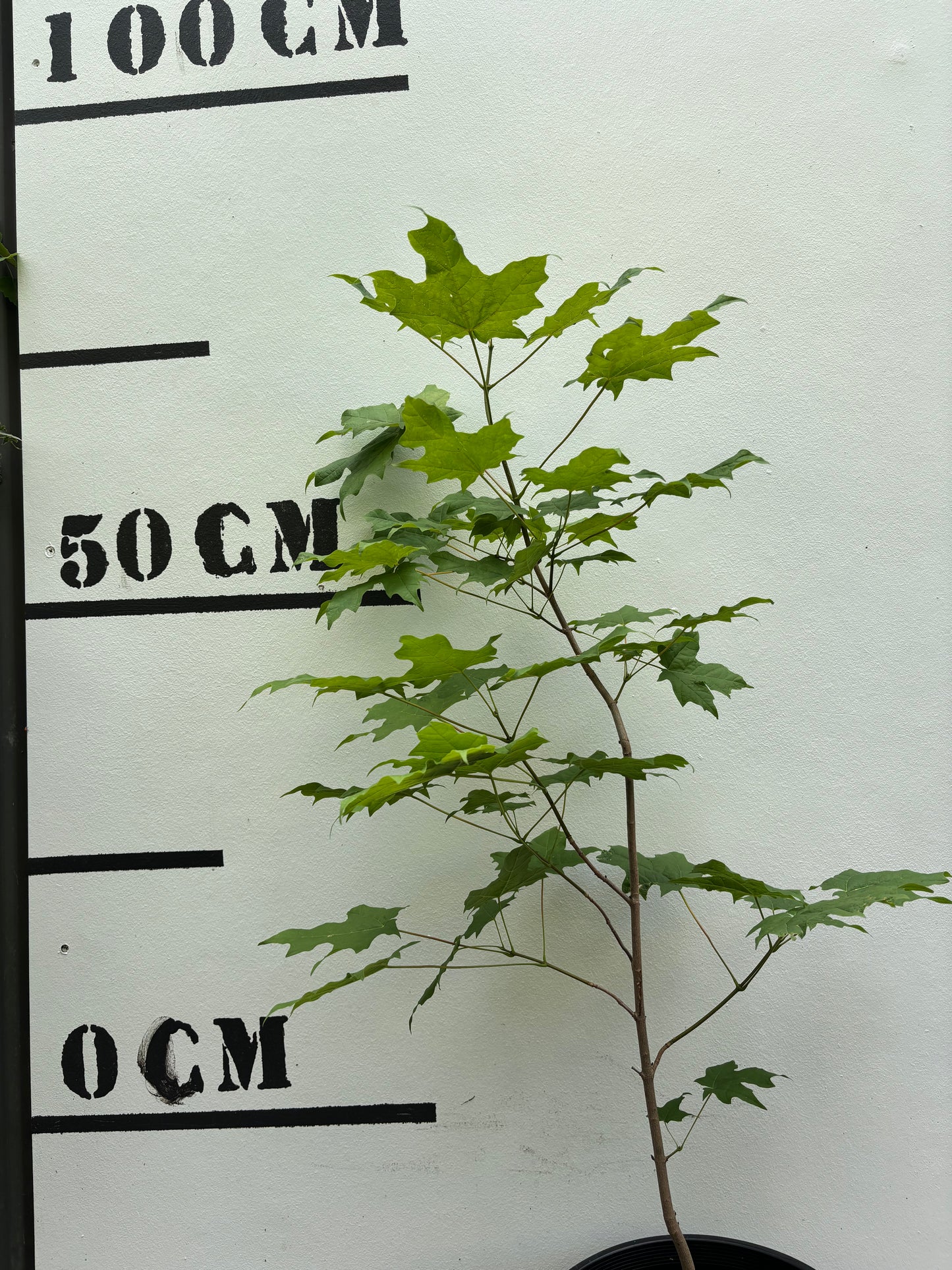 Acer Saccharum - Sugar Maple (Maple Syrup Tree)