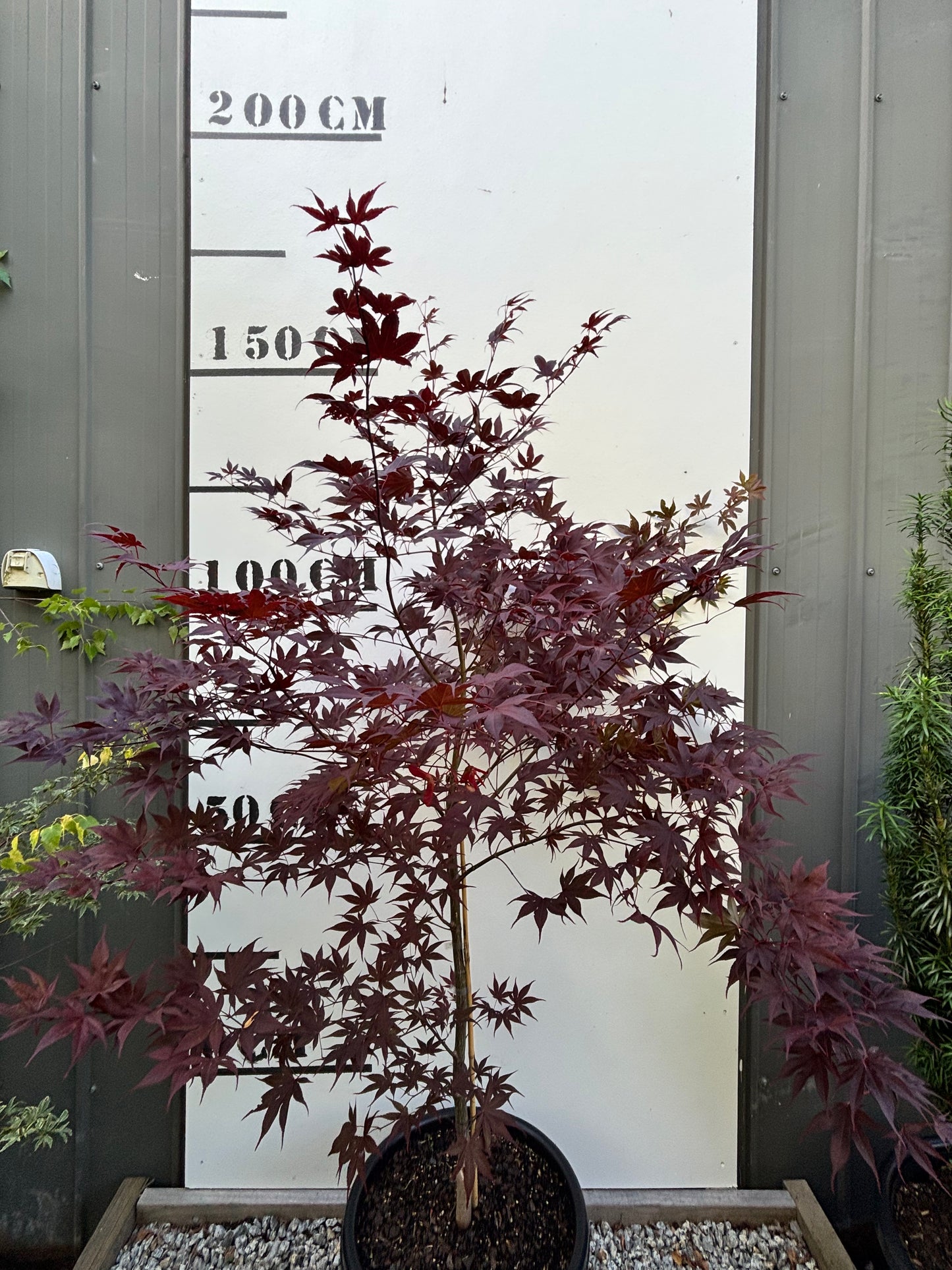 Acer Palmatum Bloodgood - Japanese Maple Bloodgood