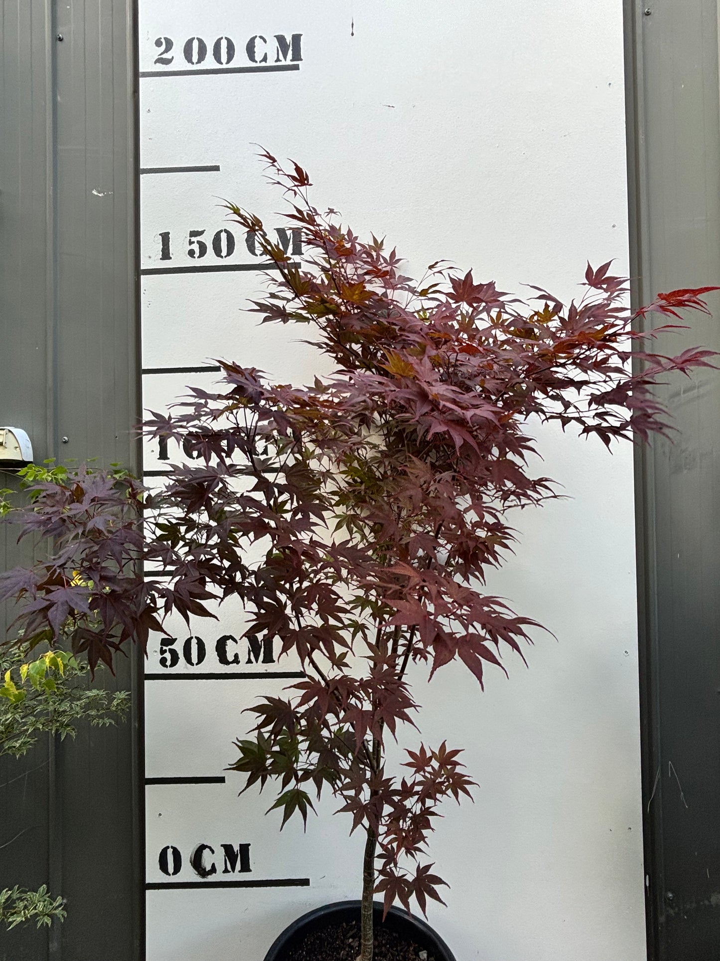 Acer Palmatum Fireglow - Japanese Maple Fireglow