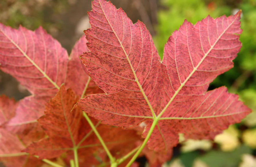 Acer Pseudoplatanus 'Esk Sunset' – Esk Sunset Sycamore