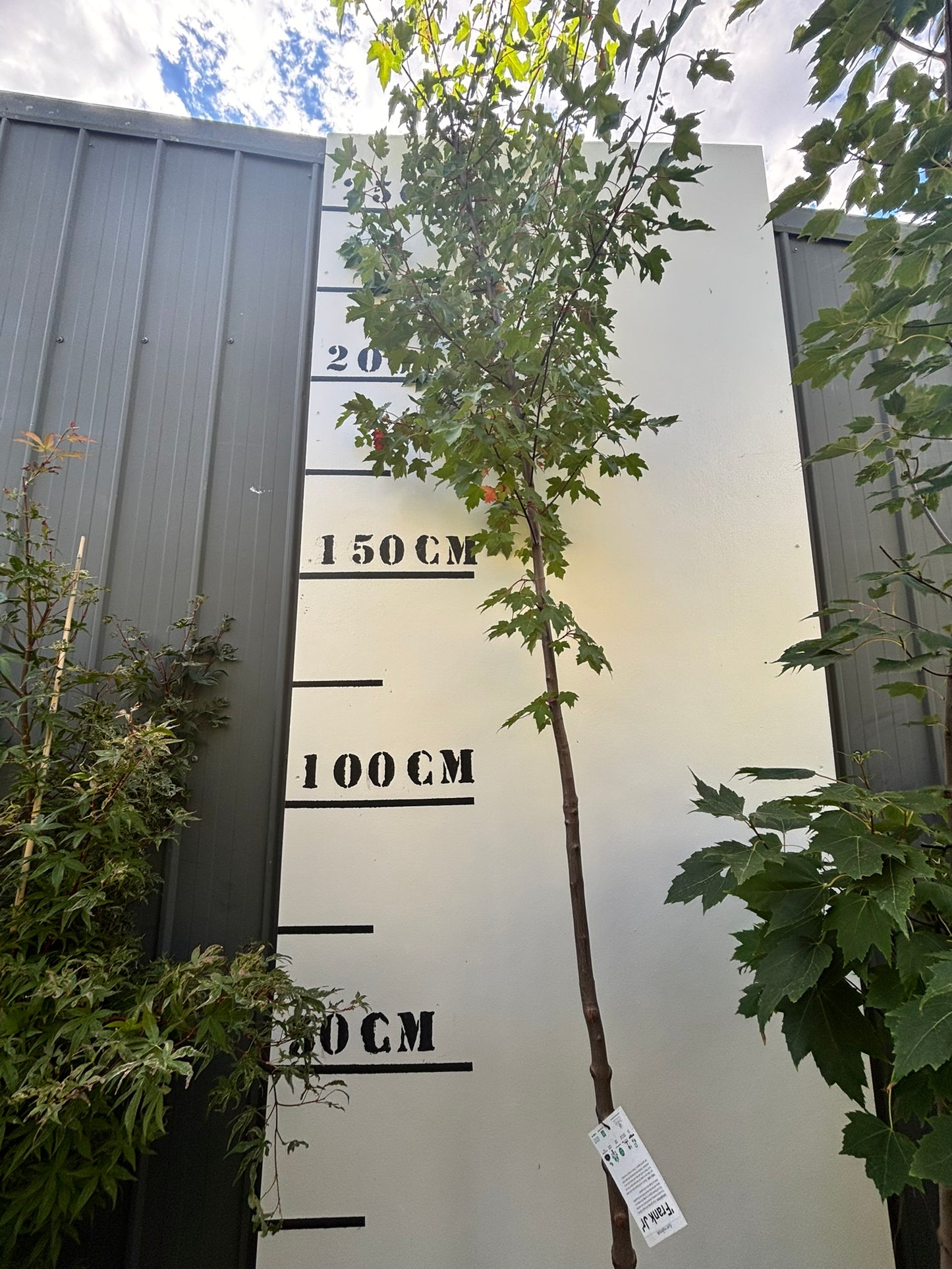 Acer Rubrum Frank JR - Frank JR Redpointe Maple